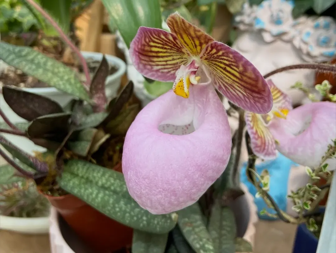 室内盆栽绿植养护区