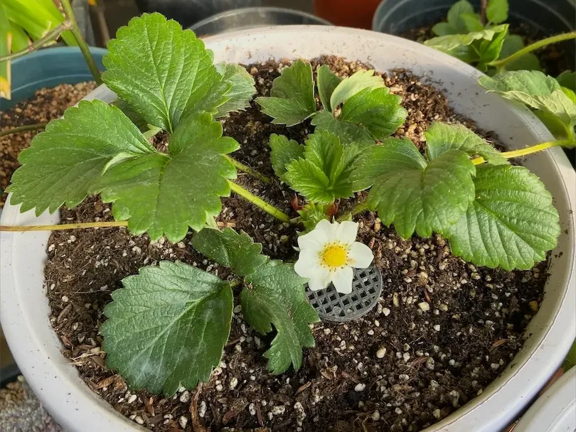 绿植叶片近景