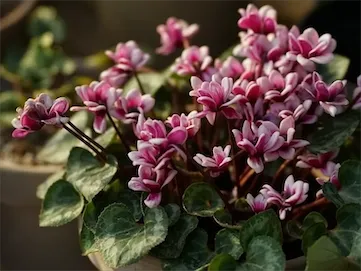 绿植叶片近景