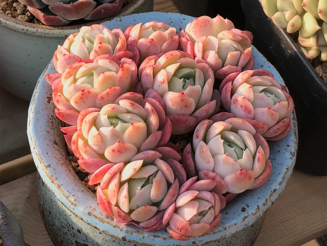 绿叶多肉植物近景