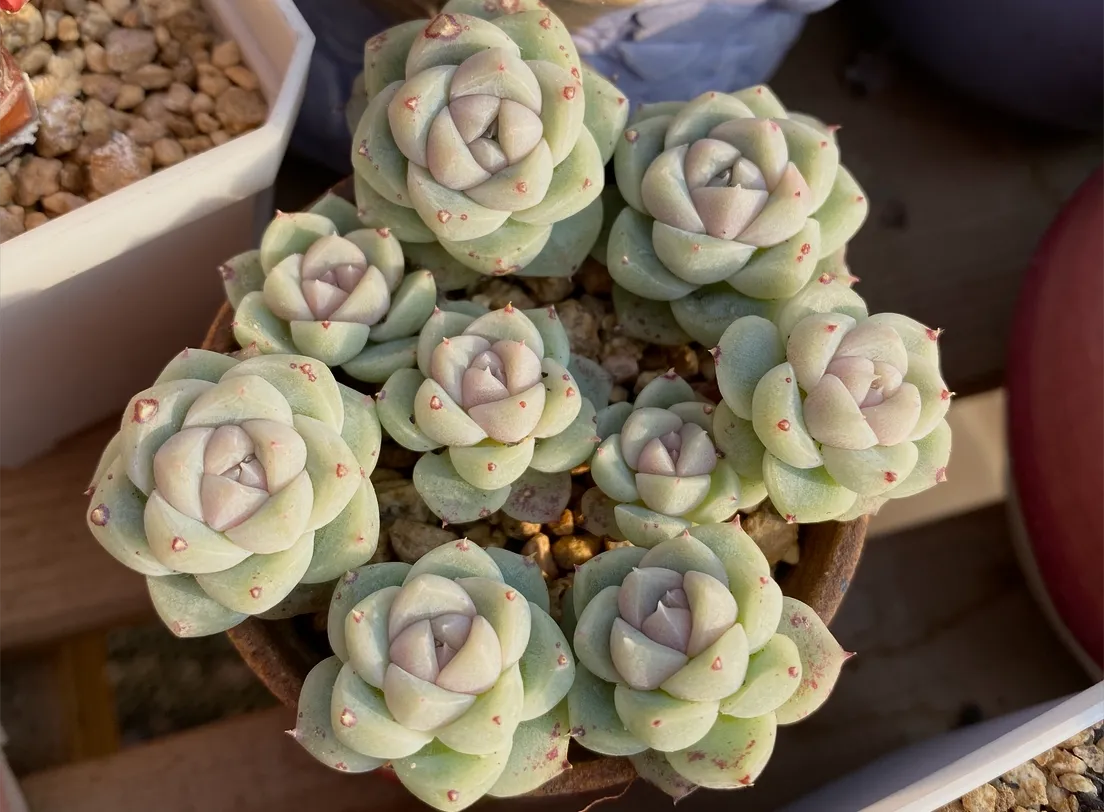 盆栽植物在阳光下生长