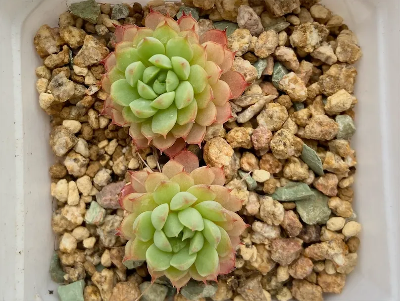 绿叶多肉植物近景