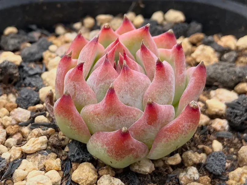 盆栽植物在阳光下生长