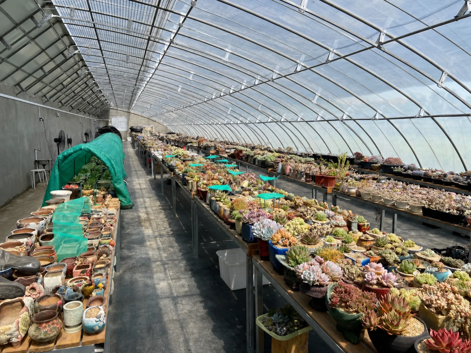 多肉植物密集摆放的养护区域
