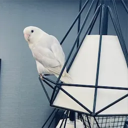 用户-biboya